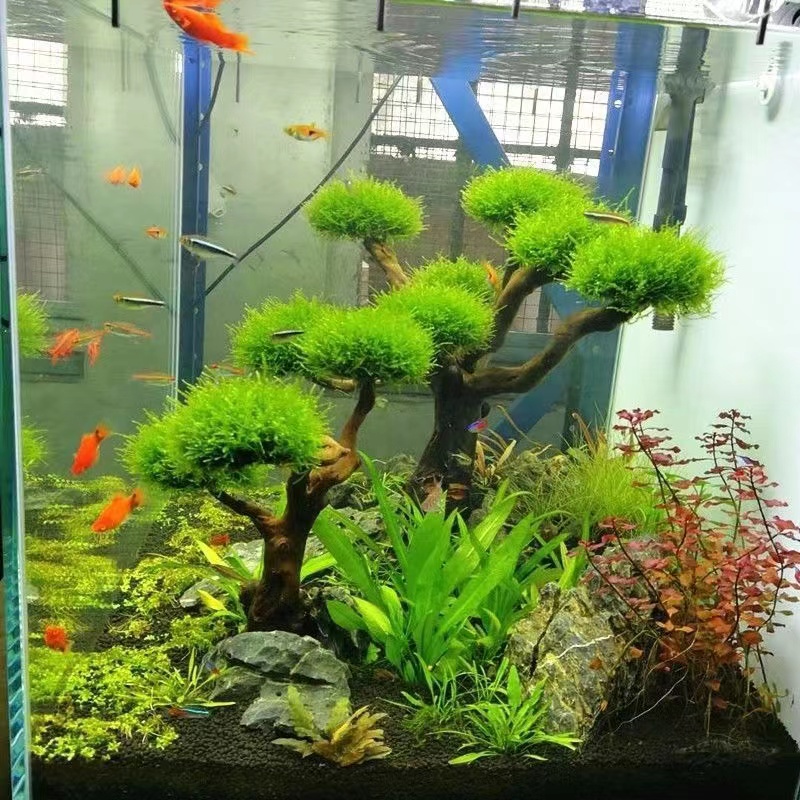 Aquarium Fish Green - Aquarium groenheid houten frame planten decoratie