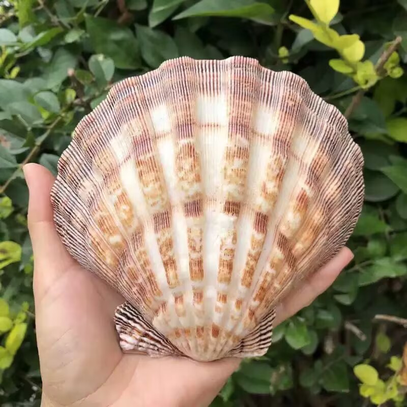 Aquarium Queen Fish - Nieuwe natuurlijke schelpjes van de koningskogel,