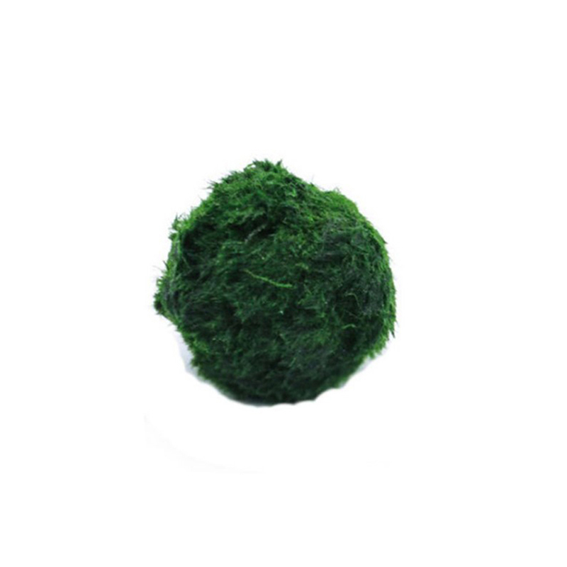 Marimo Mos Ballen Live Aquariu - Aquarium Fish Green recensie en prijs