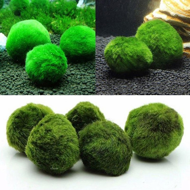 Marimo Mos Ballen Live Aquariu - Aquarium Fish Green recensie en prijs