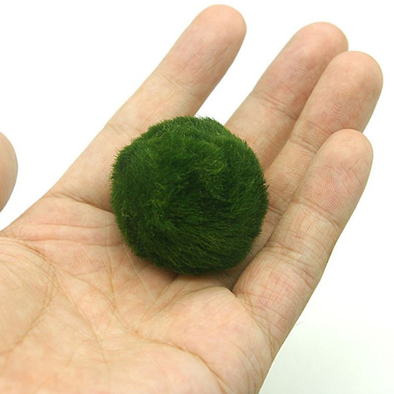 Marimo Mos Ballen Live Aquariu - Aquarium Fish Green recensie en prijs