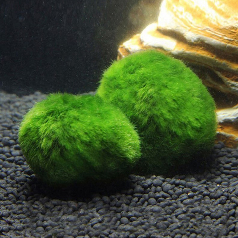 Marimo Mos Ballen Live Aquariu - Aquarium Fish Green recensie en prijs