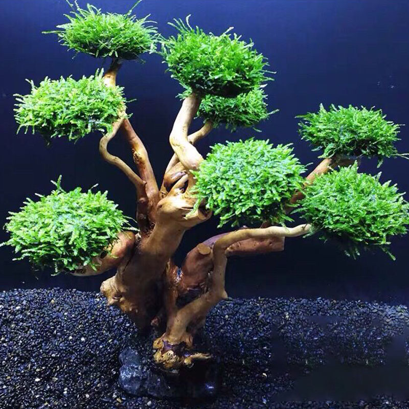 Aquarium groenheid houten fram - Aquarium Fish Green recensie en prijs