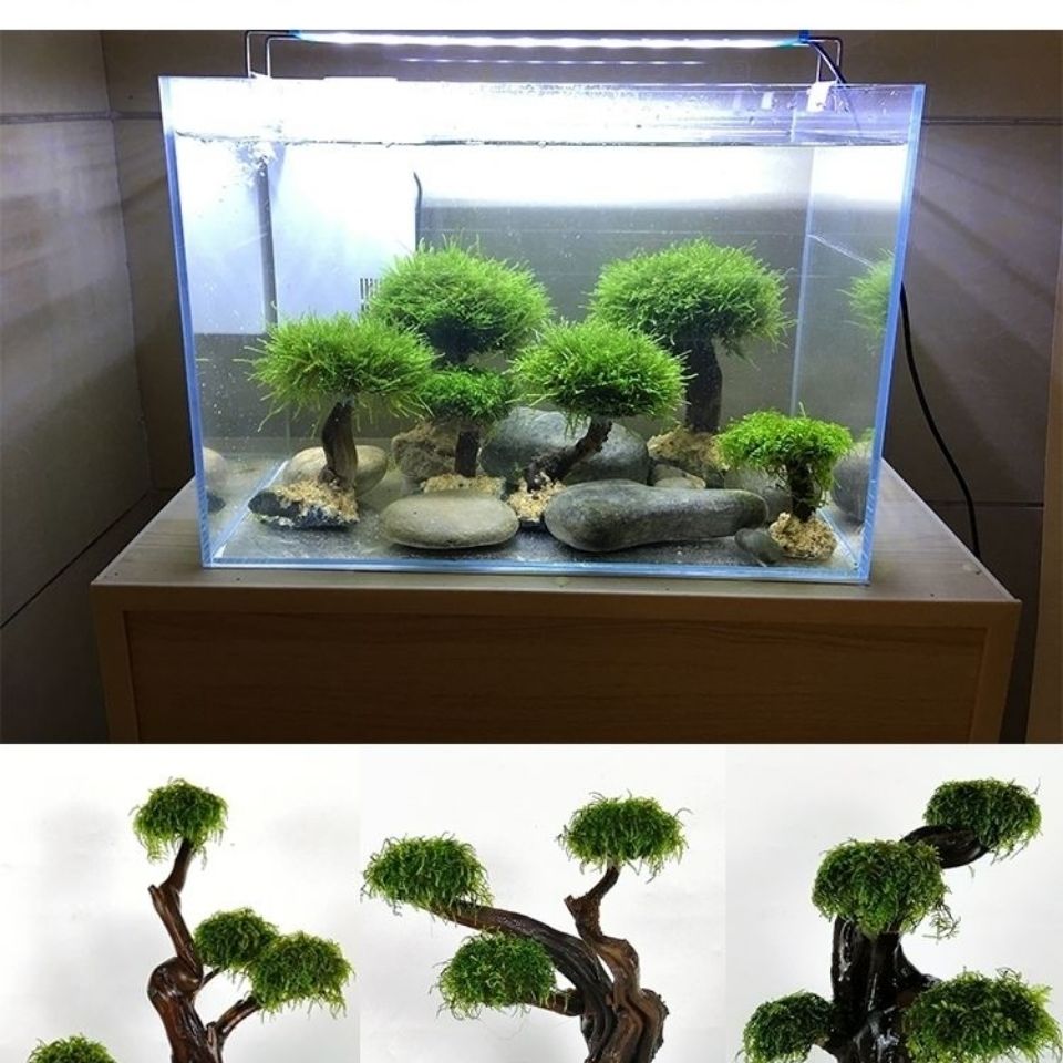 Aquarium groenheid houten fram - Aquarium Fish Green recensie en prijs
